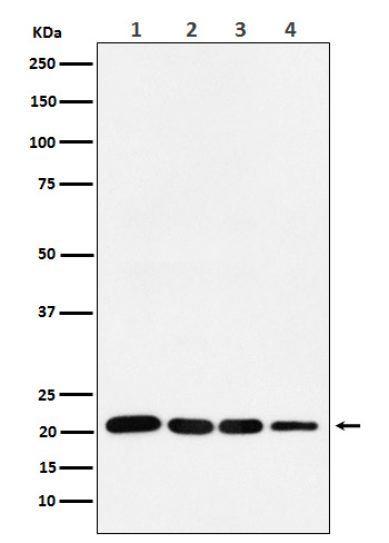 Western blot analysis of p21 in (1) MCF-7 cell lysate; (2) HeLa cell lysate. (3) LnCap cell lysate; (4) U87 MG cell lysate.