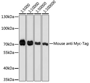 Western blot - Mouse anti Myc-Tag mAb 
