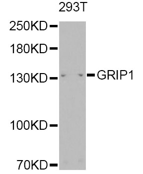 Western blot - GRIP1 Polyclonal Antibody 