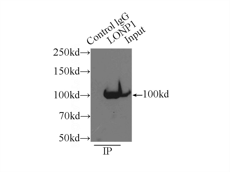IP Result of anti-LONP1 (IP:Catalog No:112295, 3ug; Detection:Catalog No:112295 1:1000) with mouse heart tissue lysate 9500ug.
