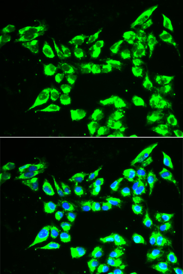 Immunofluorescence - KLK10 Polyclonal Antibody 