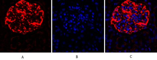 Immunofluorescence analysis of rat-kidney tissue. 1,Lamin B1 Polyclonal Antibody(red) was diluted at 1:200(4°C,overnight). 2, Cy3 labled Secondary antibody was diluted at 1:300(room temperature, 50min).3, Picture B: DAPI(blue) 10min. Picture A:Target. Picture B: DAPI. Picture C: merge of A+B