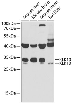Western blot - KLK10 Polyclonal Antibody 