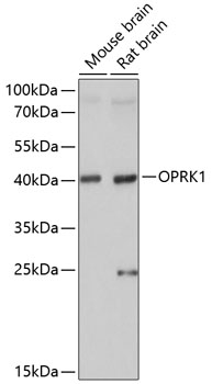 Western blot - OPRK1 Polyclonal Antibody 