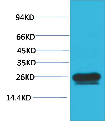 Western blot analysis of Hela with HSP27 Mouse mAb diluted at 1:2,000.