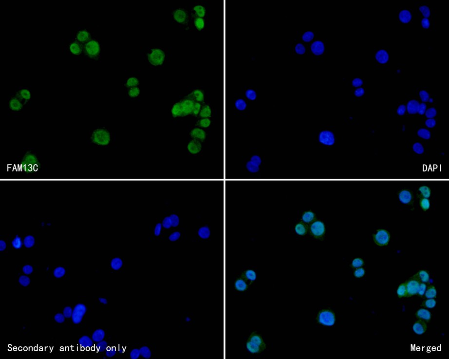 Fig3:; ICC staining of FAM13C in HT-29 cells (green). Formalin fixed cells were permeabilized with 0.1% Triton X-100 in TBS for 10 minutes at room temperature and blocked with 10% negative goat serum for 15 minutes at room temperature. Cells were probed with the primary antibody ( 1/50) for 1 hour at room temperature, washed with PBS. Alexa Fluor®488 conjugate-Goat anti-Rabbit IgG was used as the secondary antibody at 1/1,000 dilution. The nuclear counter stain is DAPI (blue).