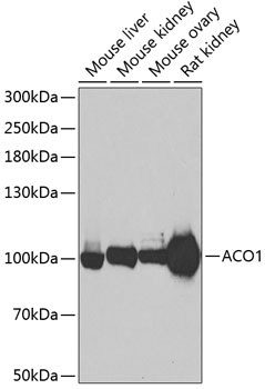 Western blot - ACO1 Polyclonal Antibody 