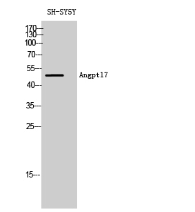 Fig1:; Western Blot analysis of SH-SY5Y cells using Angptl7 Polyclonal Antibody diluted at 1: 2000