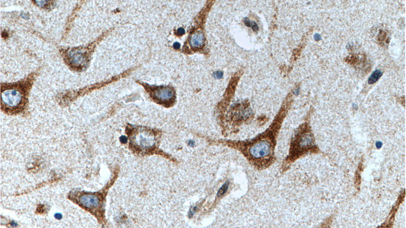 Immunohistochemistry of paraffin-embedded human brain tissue slide using Catalog No:111074(GPR111 Antibody) at dilution of 1:100 (under 40x lens).