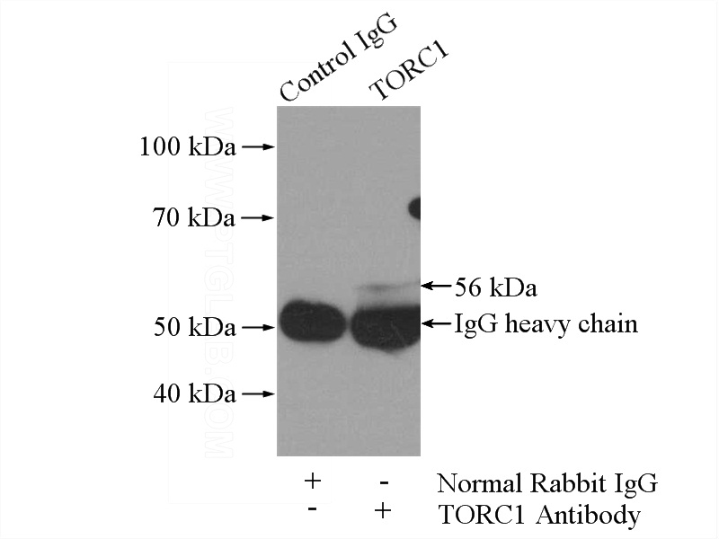 IP Result of anti-TORC1 (IP:Catalog No:116255, 4ug; Detection:Catalog No:116255 1:800) with mouse kidney tissue lysate 4000ug.