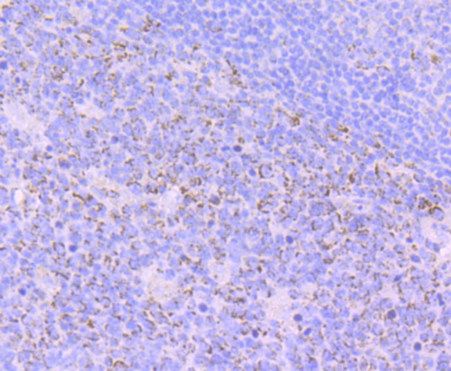 Fig7: Immunohistochemical analysis of paraffin-embedded human tonsil tissue using anti-Emi1 antibody. Counter stained with hematoxylin.