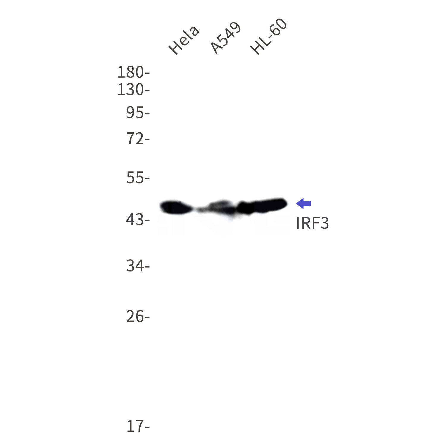 Western blot detection of IRF3 in Hela,A549,HL-60 cell lysates using IRF3 Rabbit mAb(1:1000 diluted).Predicted band size:47kDa.Observed band size:47kDa.