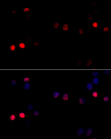Immunofluorescence - CCNG1 Polyclonal Antibody 