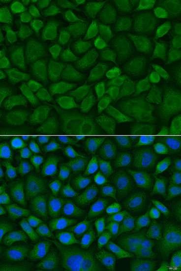 Immunofluorescence - COX1 Polyclonal Antibody 