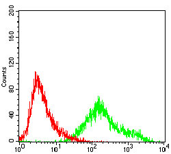 Flow cytometric analysis of A431 cells using CCNA2 mouse mAb (green) and negative control (red).