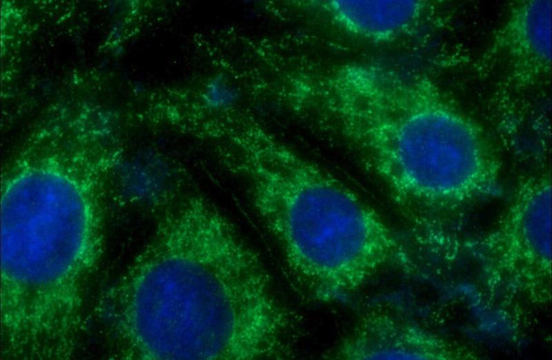 Immunofluorescent analysis of (-20oc Ethanol) fixed SH-SY5Y cells using Catalog No:114344(PVRL1 Antibody) at dilution of 1:50 and Alexa Fluor 488-congugated AffiniPure Goat Anti-Rabbit IgG(H+L)
