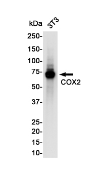 Western blot detection of COX2 in 3t3 cell lysates using COX2 Rabbit pAb(1:1000 diluted).Predicted band size:69KDa.Observed band size:74KDa.