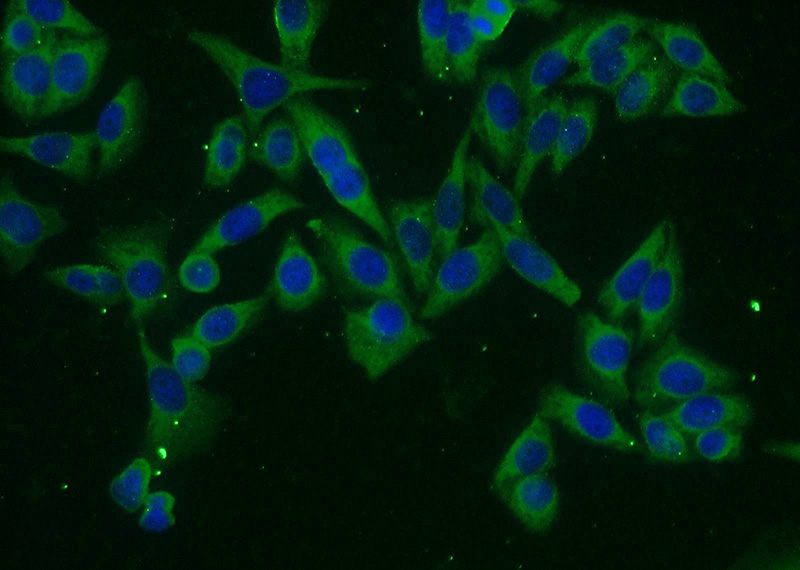 Immunofluorescent analysis of HeLa cells using Catalog No:116750(HPCA Antibody) at dilution of 1:25 and Alexa Fluor 488-congugated AffiniPure Goat Anti-Rabbit IgG(H+L)