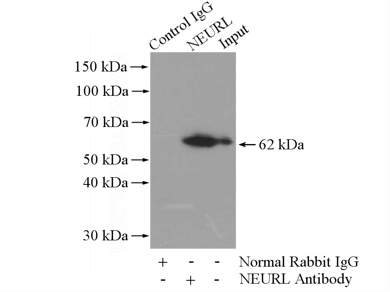IP Result of anti-NEURL (IP:Catalog No:113121, 4ug; Detection:Catalog No:113121 1:600) with mouse brain tissue lysate 2560ug.