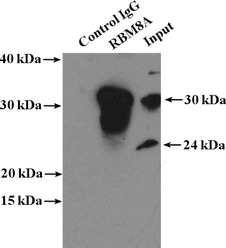 IP Result of anti-RBM8A,Y14 (IP:Catalog No:114554, 4ug; Detection:Catalog No:114554 1:500) with HeLa cells lysate 3200ug.