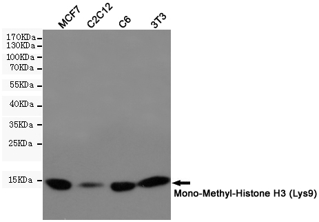 Western blot detection of Mono-Methyl-Histone H3 in MCF7,C2C12,C6,3T3 cell lysates using Mono-Methyl-Histone H3 (Lys9) (10F5) Mouse mAb(1:1000 diluted).Predicted band size:15KDa.Observed band size:15KDa.