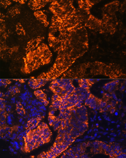 Immunofluorescence - TNFRSF25 Polyclonal Antibody 