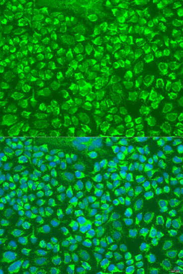 Immunofluorescence - GZMA Polyclonal Antibody 