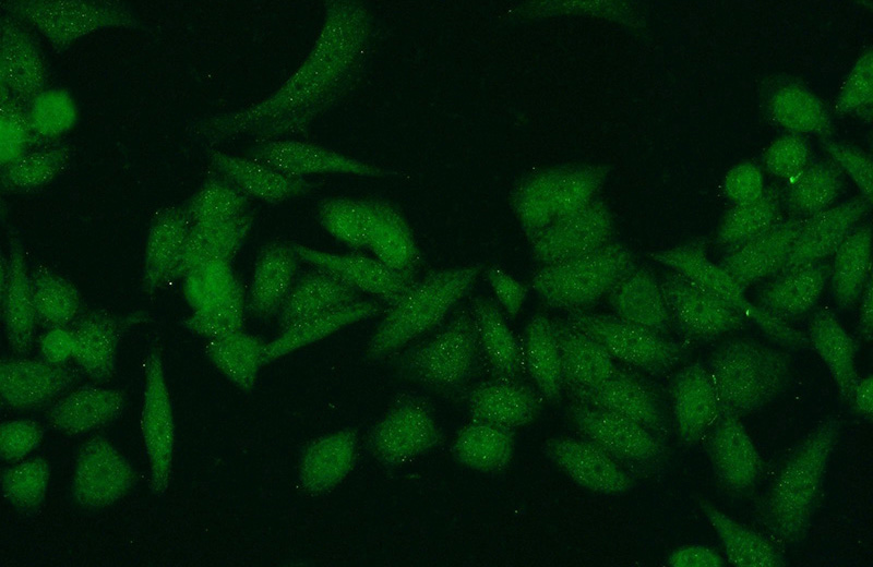 Immunofluorescent analysis of HeLa cells using Catalog No:109652(CXorf56 Antibody) at dilution of 1:50 and Alexa Fluor 488-congugated AffiniPure Goat Anti-Rabbit IgG(H+L)