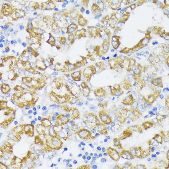 Immunohistochemistry - SLC30A1 Polyclonal Antibody 