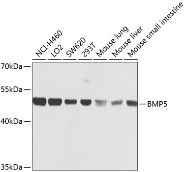 Western blot - BMP5 Polyclonal Antibody 