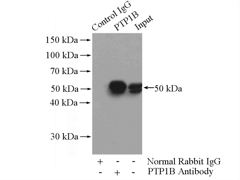 IP Result of anti-PTPN1 (IP:Catalog No:114310, 4ug; Detection:Catalog No:114310 1:500) with A431 cells lysate 2400ug.