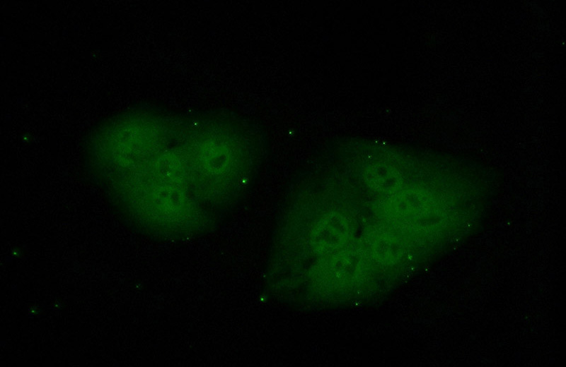 Immunofluorescent analysis of (10% Formaldehyde) fixed A549 cells using Catalog No:114045(POLR2J Antibody) at dilution of 1:50 and Alexa Fluor 488-congugated AffiniPure Goat Anti-Rabbit IgG(H+L)