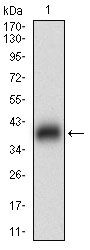 Western blot analysis using FSHB mAb against human FSHB (AA