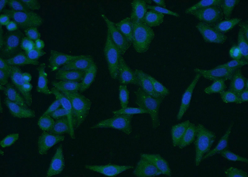 Immunofluorescent analysis of HepG2 cells using Catalog No:107170(COTL1 Antibody) at dilution of 1:50 and Alexa Fluor 488-congugated AffiniPure Goat Anti-Mouse IgG(H+L)