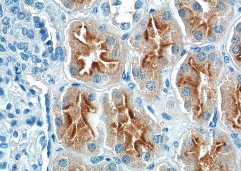 Immunohistochemistry of paraffin-embedded human kidney tissue slide using Catalog No:112322(LRP2-Specific Antibody) at dilution of 1:200 (under 40x lens).