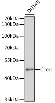 Western blot - Ccer1 Polyclonal Antibody 