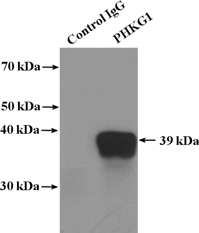 IP Result of anti-PHKG1 (IP:Catalog No:113821, 4ug; Detection:Catalog No:113821 1:600) with mouse skeletal muscle tissue lysate 4000ug.