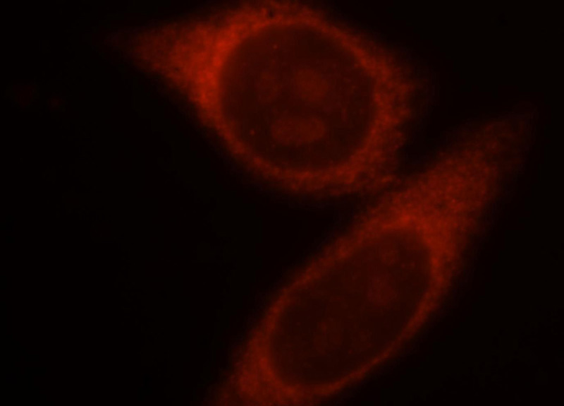 Immunofluorescent analysis of HepG2 cells, using DPYSL3 antibody Catalog No:109573 at 1:25 dilution and Rhodamine-labeled goat anti-rabbit IgG (red).
