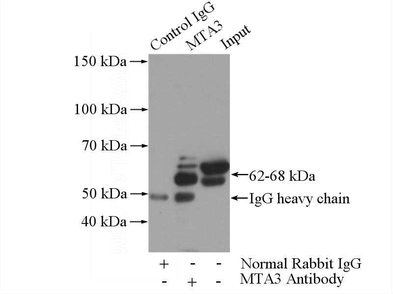 IP Result of anti-MTA3 (IP:Catalog No:112764, 4ug; Detection:Catalog No:112764 1:500) with Raji cells lysate 2800ug.