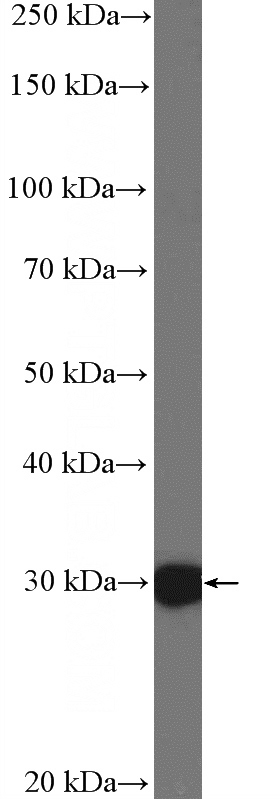 COLO 320 cells were subjected to SDS PAGE followed by western blot with Catalog No:111539(HOXC8 Antibody) at dilution of 1:600