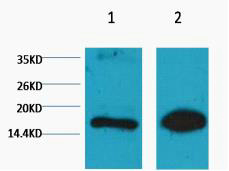 Western blot analysis of 1) Rat Testis Tissue, 2) Raw264.7, diluted at 1:1000. cells nucleus extracted by Minute TM Cytoplasmic and Nuclear Fractionation kit (SC-003,Inventbiotech,MN,USA).