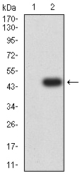 Fig2: Western blot analysis of GRIK3 against HEK293 (1) and GRIK3 (AA: extra 32-173)-hIgGFc transfected HEK293 (2) cell lysate. Proteins were transferred to a PVDF membrane and blocked with 5% BSA in PBS for 1 hour at room temperature. The primary antibody ( 1/500) was used in 5% BSA at room temperature for 2 hours. Goat Anti-Mouse IgG - HRP Secondary Antibody at 1:5,000 dilution was used for 1 hour at room temperature.