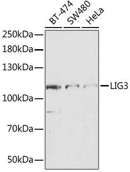 Western blot - LIG3 Polyclonal Antibody 