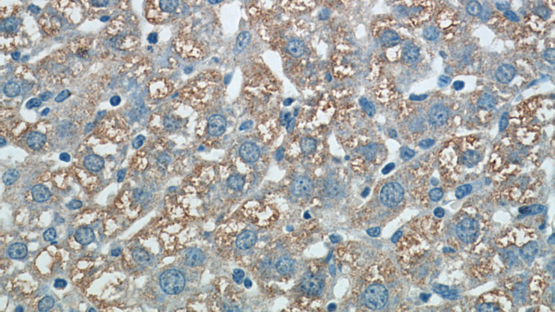 Immunohistochemical of paraffin-embedded mouse liver using Catalog No:109613(CST6 antibody) at dilution of 1:50 (under 40x lens)