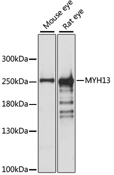 Western blot - MYH13 Polyclonal Antibody 