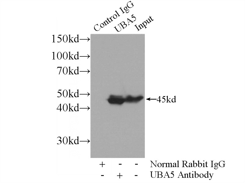IP Result of anti-UBA5 (IP:Catalog No:116468, 4ug; Detection:Catalog No:116468 1:1000) with HeLa cells lysate 1800ug.