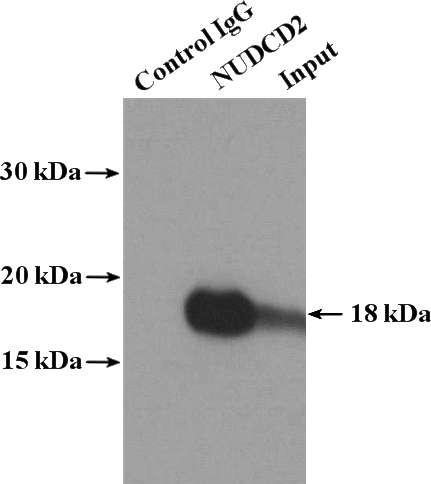 IP Result of anti-NUDCD2 (IP:Catalog No:113412, 4ug; Detection:Catalog No:113412 1:600) with HepG2 cells lysate 3480ug.