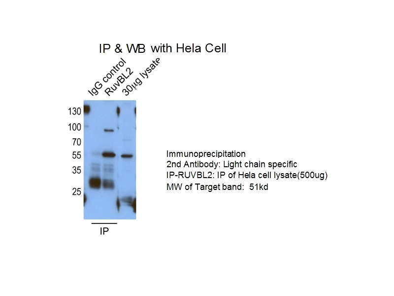 IP result of anti-RUVBL2(Catalog No:114940 for IP and Detection).