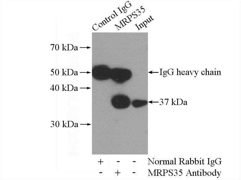 IP Result of anti-MRPS35 (IP:Catalog No:112858, 4ug; Detection:Catalog No:112858 1:1000) with HeLa cells lysate 1200ug.
