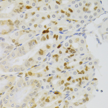 Immunohistochemistry - NASP Polyclonal Antibody 